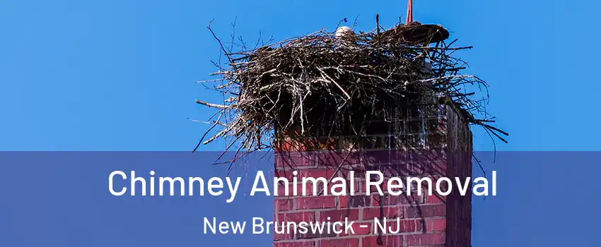 Chimney Animal Removal New Brunswick - NJ