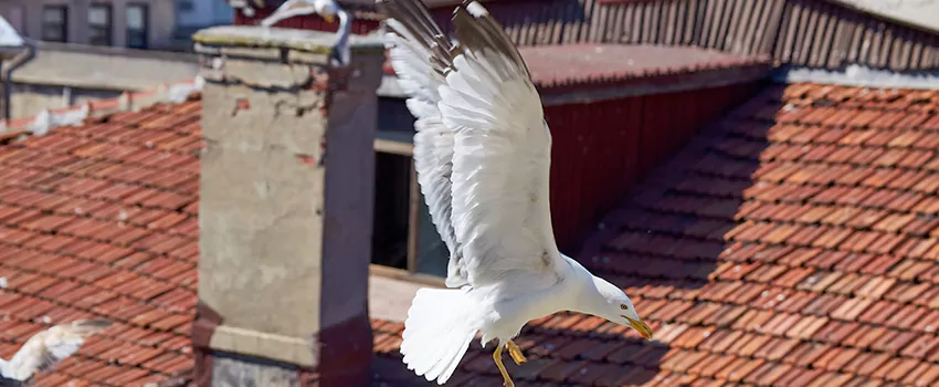 Residential Chimney Animal Removal Solution in New Brunswick, NJ