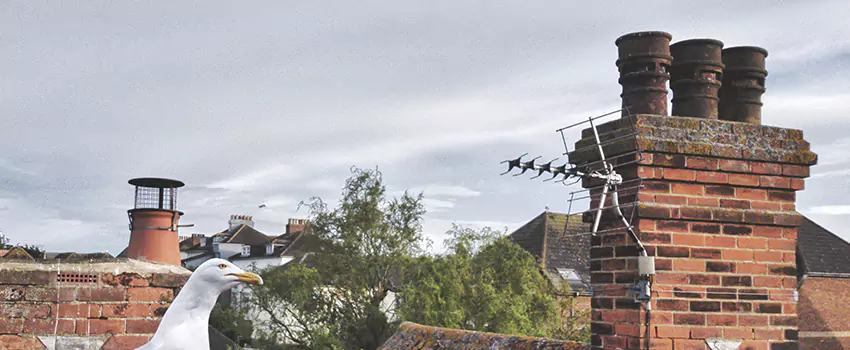 Chimney Cleaning And Restoration in New Brunswick, New Jersey